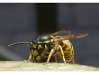 Wasp Nest Removal Bromley 371492 Image 0